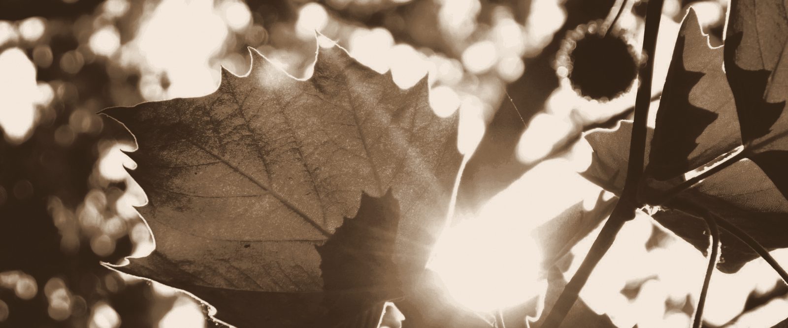 Sunlight falling through summer leaves, in warm bronze